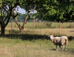mouton dans un verger de pommiers