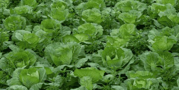 intercropping
