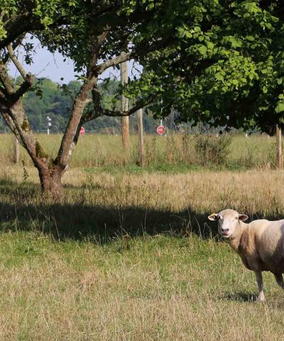 mouton dans un verger de pommiers